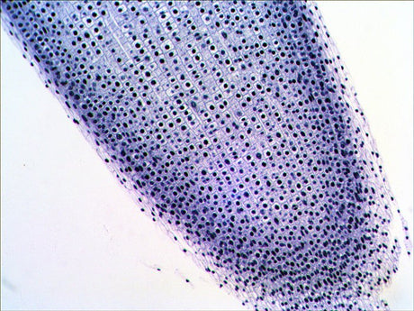 EAN 611901511078 - Levenhuk N20 NG Vidrio Portaobjetos de microscopio imagen 7