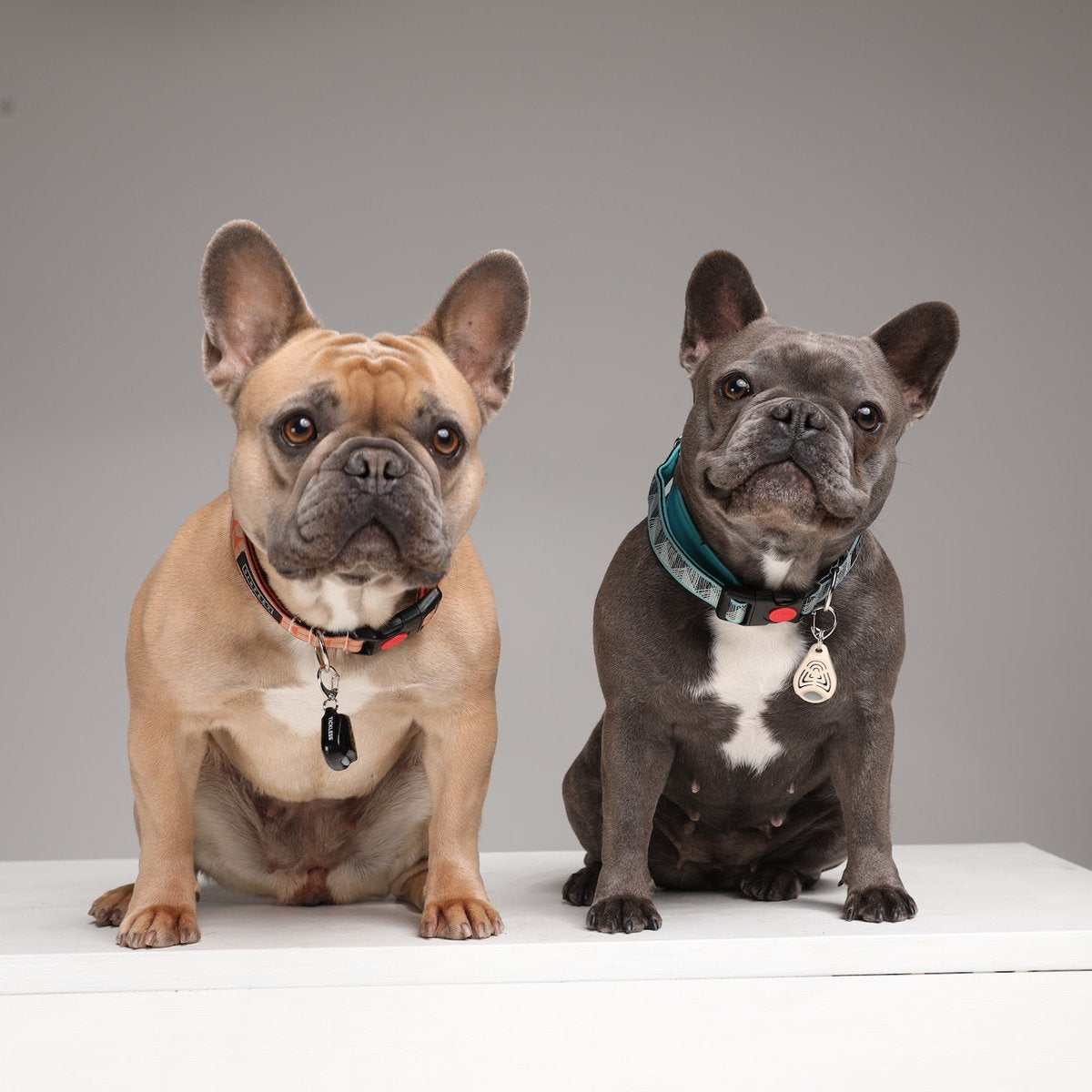 Tickless Pet Repelente Ultrasónico De Garrapatas