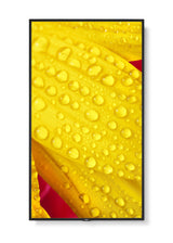 M501-2, 50" M-Series, Lfd,  Uhd 3840x2160, 500cd/M2,