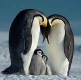 B+W T-Pro 010 Uv-Haze Mrc Nano 37mm