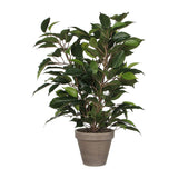 Ficus Natasja Con Maceta Ø11,5x40x30cm