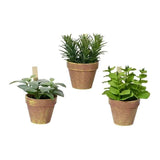 Pack De 2 Unidades - Maceta De Tomillo, Albahaca Y Menta, Ø15 X 15 X 17 Cm, Modelos Variados
