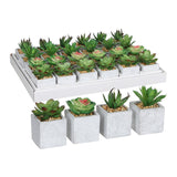 Pack De 24 Unidades - Suculenta Verde Modelos Surtidos. 4 Modelos Diferentes. Precio Por Unidad