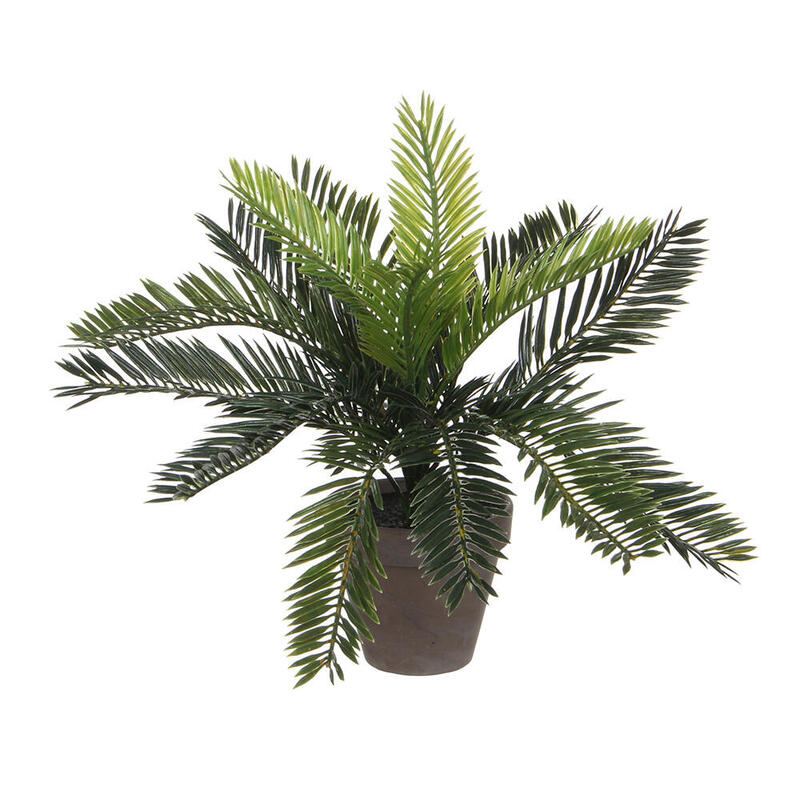 Palmera Sago (Cyca Revoluta) Pvc Con Maceta Gris Ø11,5x10cm