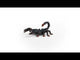 EAN 4059433364902 - schleich Vida Salvaje 14857 figura de juguete para niños