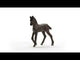 EAN 4059433753638 - schleich HORSE CLUB 13977 figura de juguete para niños