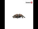 EAN 4055744029707 - schleich Vida Salvaje 14829 figura de juguete para niños