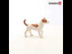 EAN 4059433141954 - schleich FARM WORLD 13916 figura de juguete para niños