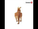 EAN 4005086147560 - schleich Vida Salvaje 14756 figura de juguete para niños